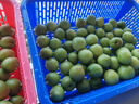 志褚 新鲜青梅鲜果 高山福建诏安青梅果鲜酸脆梅子泡酒青梅酵素 青梅【大果5斤】 实拍图