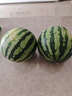 京鲜生 无籽麒麟大西瓜 1粒装 净重7-9斤 生鲜水果 实拍图