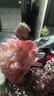 花点馨意牡丹花仿真花束中式客厅桌面高档假花装饰绢花摆件 浅粉色1支4748 实拍图