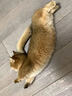 伟嘉猫粮成猫全价猫粮亮毛均衡营养10kg海洋鱼味夹心粮【原料透明】 实拍图