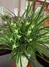 怡家彤乐兰花肥料专用肥植物黄叶黑斑促开花素营养液多箭素浓缩催花肥 1瓶【500ml】 实拍图