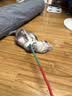 灵宠物语猫玩具猫项圈可调节大小猫咪外出逗猫牵引绳逗猫猫宠物用品 实拍图