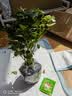 萌肉居杜鹃花四季种植盆栽花卉室内外开花植物杜鹃花苗原盆源头直发 实拍图