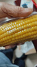 京鲜生 东北黄玉米260g*10棒 真空包装黏玉米棒粘玉米 源头直发 实拍图