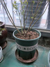 九千谷花盆加仑盆 园艺种植家用塑料花盆兰花盆带托盘24*24cm3个装5082 实拍图
