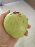 京鲜生 广东树熟奶油红心芭乐 净重2.5斤单果130g+番石榴源头直发包邮 实拍图