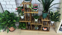 安尔雅实木花架子室内客厅多层落地式阳台置物架多肉绿萝植物摆放花盆架 实拍图