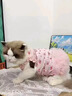 阿莫尔狗狗衣服公主风碎花蕾丝可牵引蓬蓬裙小型犬比熊可爱透气薄款夏季 粉色碎花-网纱蓬蓬裙【舒适透气带牵引扣】 XS(建议1-3斤具体参考胸围背长) 实拍图