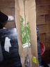 CHUANGSHIJI沙糖桔树苗南方北方种植橘子树苗柑桔果树果苗嫁接砂糖地栽盆栽 3年苗 (当年结果) 81cm(含)-110cm(含) 实拍图