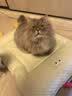 乐优派夏季猫窝四季通用狗窝空调窝宠物窝凉感猫咪垫子可拆洗冰豆豆窝-L 实拍图