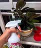 ZYUO花卉杀虫剂喷雾植物小飞虫黑家用盆栽植物除虫药灭蚜虫通 1瓶装【全网热销】操作简便 一喷搞定 植物土壤绿蔬菜蚜虫小黑飞月季花草红蜘蛛蚧壳虫 晒单实拍图