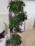 植男植女老桩龟背竹大盆栽客厅室内大型大叶北欧绿植办公室新房源头直发 实拍图