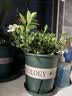 九千谷花盆加仑盆升级款塑料花盆家用园艺种植盆带托盘16*16cm3个装5068 实拍图