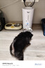 米其猫宠物自动喂食器猫咪智能宠物碗猫粮狗自动定时定量投食器储粮桶 智能视频款-高清版【WIFI智连+APP】白 晒单实拍图