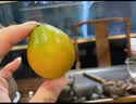 融安冰糖脆蜜金柑大果400g 单果25g+  实拍图