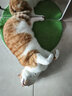 麦富迪 猫罐头 宠物猫咪零食猫湿粮罐头 吞拿鱼鸡肉味 170g*12 实拍图