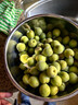志褚 新鲜青梅鲜果 高山福建诏安青梅果鲜酸脆梅子泡酒青梅酵素 青梅【大果5斤】 实拍图