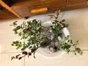 清韵伊人 月季花树苗爬藤当年开花月季花苗特大花盆栽地载庭院蔷薇 珊瑚果冻【不爬藤】 实拍图