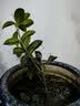 桂花树苗盆栽室内四季桂花卉植物金桂丹桂庭院大树浓香型绿植开花 四季桂花高20-30cm高左右【原土球发货】 实拍图