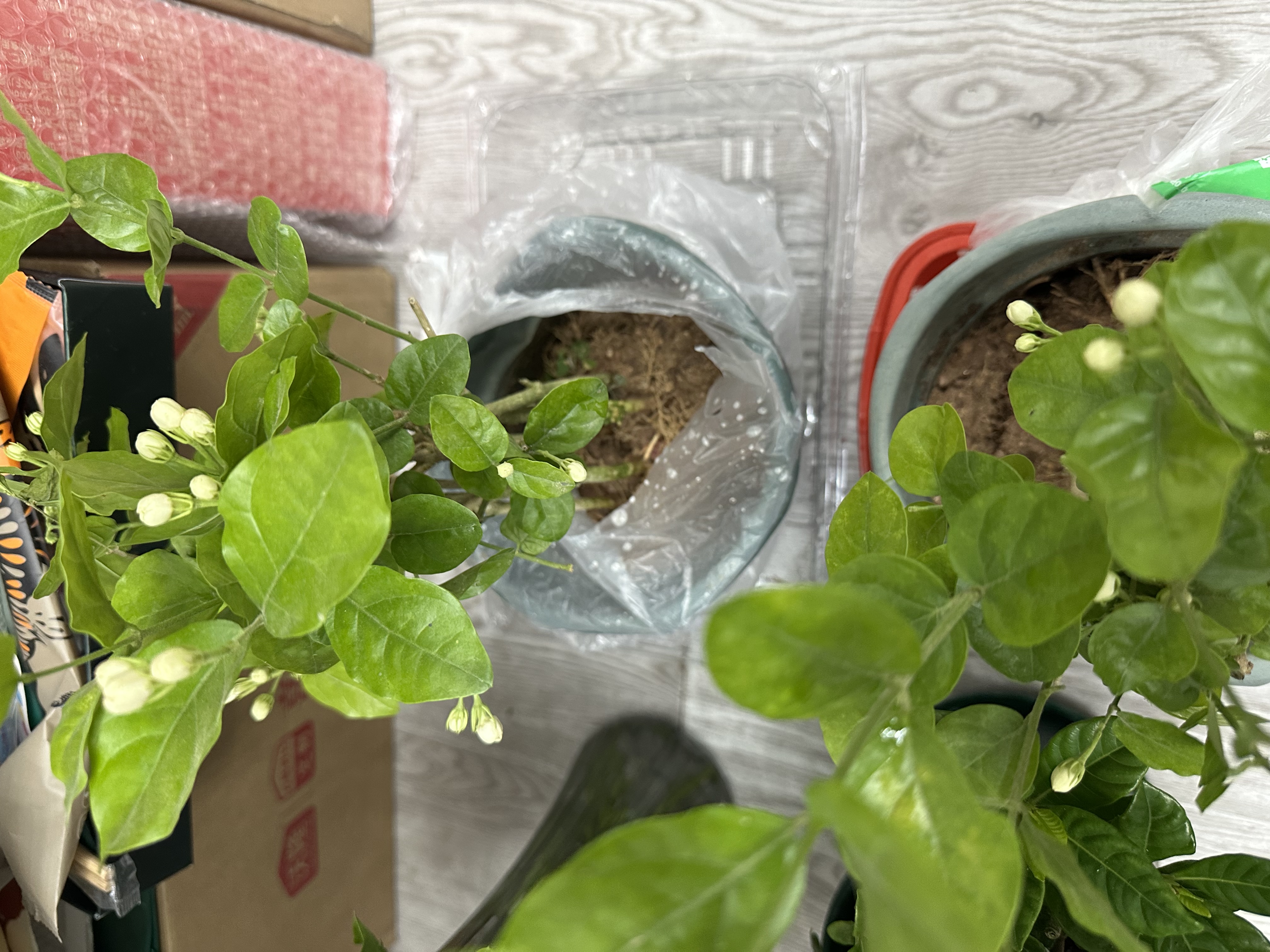 开时果 茉莉花苗盆栽浓香型花卉 室内四季开花阳台好养带花苞桌面绿植物 2盆#精品茉莉花5-10株【原生盆】 实拍图