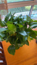 双盟绿萝盆栽除甲醛花卉绿植办公室新房净化空气180加仑2盆装源头直发 实拍图