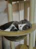 珑小宠猫爬架猫窝加粗大型猫树一体太空舱猫架子小户型不占地麻绳猫玩具 175cm 6层 【豪华太空舱款】 实拍图