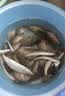老鬼（OLDGHOST）鱼饵速攻2号腥味版鲫鱼江河湖库池塘野钓饵料110g 实拍图