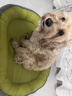 ERGOBABY宠物狗窝猫窝冬季四季保暖可拆洗加大加厚舒适垫子中小型犬用品 实拍图