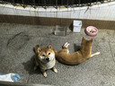 网易严选犬粮 全价三拼鸭肉梨狗粮中大型幼犬成犬去泪痕泰迪10kg 实拍图