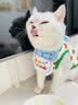 随灿 宠物生日帽子围兜可爱拍照装饰口水巾字母围巾狗狗猫咪生日派对 宠物生日帽+围兜【天蓝色1套装】 实拍图