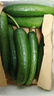 京鲜生山东精品嫩水果黄瓜 净1.6斤单果70g左右 水嫩精选幼瓜 源头直发 实拍图