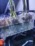 奈宠鱼缸水培定植篮壁挂式水草杯框植物固定支架造景装饰配件水族挂盒 鱼缸水培定植篮 实拍图