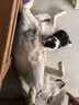 贝初众狗窝狗垫子猫窝四季通用中小型犬狗床可拆洗狗狗睡垫春季猫狗窝 绿色-50*40cm（建议8斤内） 实拍图