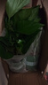 双盟绿萝盆栽除甲醛花卉绿植办公室新房净化空气 120款10盆源头直发 实拍图