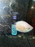 森森鱼缸变频加热棒适用60-200L离水断电水族箱加热器 ARK-300款300W  实拍图