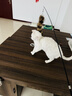 憨憨乐园猫玩具逗猫棒自嗨解闷神器幼猫成猫小猫咪羽毛玩具宠物用品 HL 实拍图