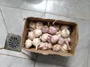 【超低价】正宗紫皮大蒜头新干蒜批发金乡新鲜红皮优质茶叶大蒜 正宗金乡优质大蒜特惠小果 1500g【带箱】 实拍图