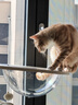 兽牌森林猫爬架大型猫树猫窝一体豪华剑麻猫架太空舱缅因大猫暖冬适用 森林Plus【实木上漆款】 实拍图