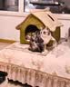 PETSTAR猫房子猫窝四季通用 封闭式猫咪屋可拆洗宠物睡觉的窝 实拍图