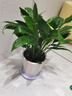 蝴蝶之舞红掌一帆风顺盆栽植物室内花卉好养土培大盆水养四季常青绿植 红掌和白掌【木桶盆】2盆 含盆 实拍图
