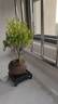 开时果 小叶赤楠盆景中式禅意植物 金丝楠木盆栽办公室内桌面老桩绿植 【热销款】舍得紫砂盆+苔藓+底座 实拍图