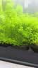 尼特利（NETLEA）水草泥鱼缸净水营养土水族养鱼水藻泥免水洗种植土草缸底砂 二代-自然粒 9L 实拍图