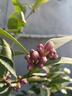 心相印手帕纸 茶语经典4层5片*30包 兔小印印花款 纸巾便携 湿水不易破 实拍图