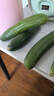 京鲜生山东精品嫩水果黄瓜 净1.6斤单果70g左右 水嫩精选幼瓜 源头直发 实拍图