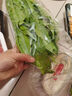 油麦菜约300g 实拍图