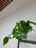 双盟绿萝盆栽除甲醛花卉绿植办公室新房净化空气180加仑4盆装源头直发 实拍图
