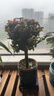 泰西丝独杆金枝玉叶多肉盆栽绿植花卉摆件旭日东升陶瓷盆+方托 源头直发 实拍图