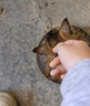 舒腾中华田园小猫咪活体田园猫宠物家养猫咪橘猫幼猫活体土猫狸花猫咪 田园级 随缘 公（幼猫两个月左右） 实拍图