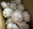 紫白皮蒜水果大蒜超市即食生鲜蔬菜大蒜 【优选】净重0.8斤 单果3.5-5cm 实拍图