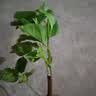 重瓣红三角梅盆栽带花三角梅苗勤花品种爬藤老桩室内花卉植物四季 中国红 3年苗【当年开花】不含盆 实拍图